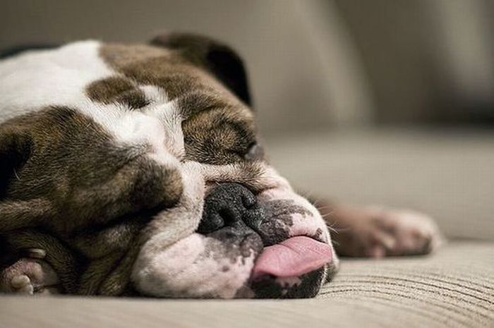 Какое снотворное можно давать собакам