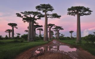 Баобаб — интересные факты о дереве (с фото)